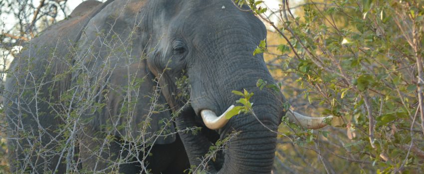 Agagia Safari 2014 1268