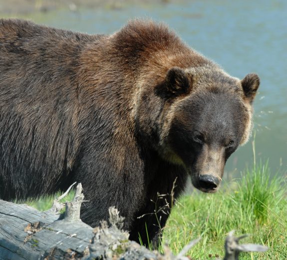 Alaska Bear one 049 - Copy - Copy