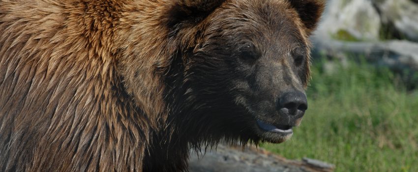 Alaska Bear one 085