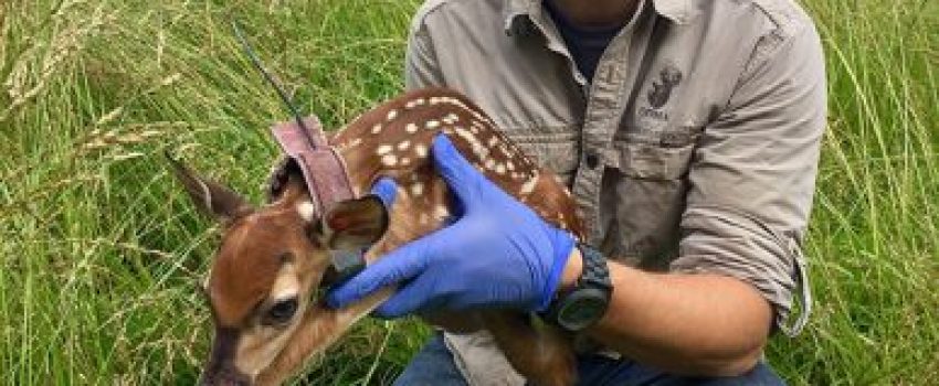 Alex_fawn_600-387x450