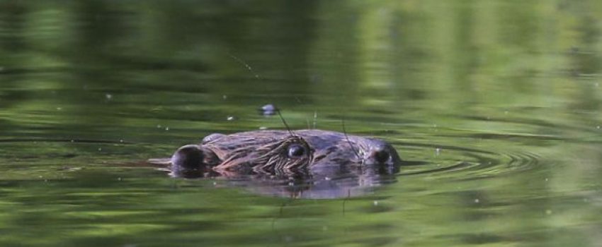 BelarusBeavers