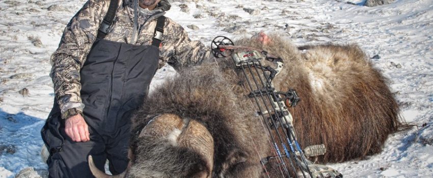 A musk ox hunt in Alaska is a major adventure for a most unusual animal.