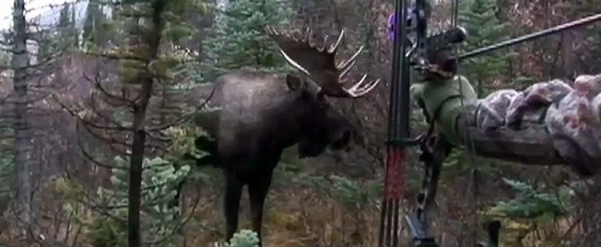 Bowhunting-Moose