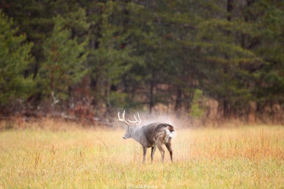 Buck-shaking-off-water-during-rain-storm