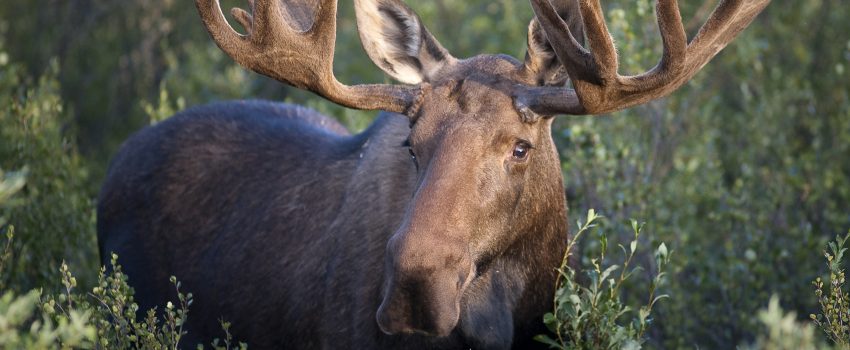 Bull_Moose