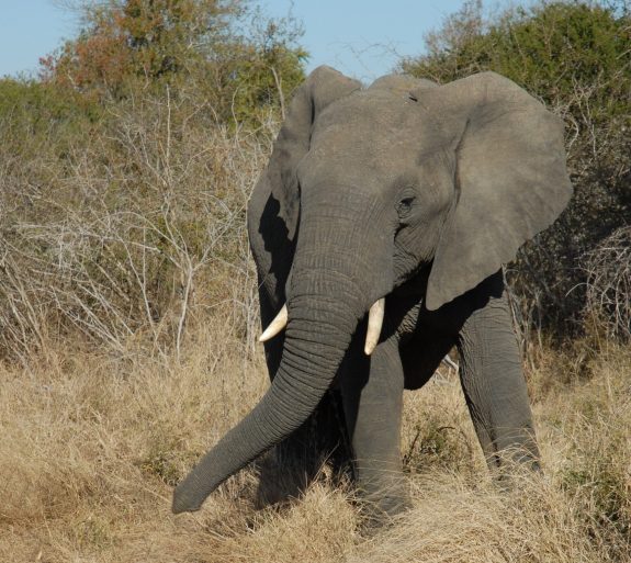 Caracal Safari 1 186 (2)