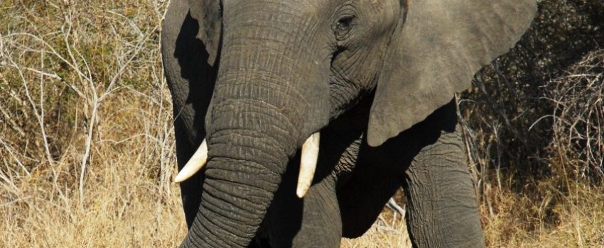 Elephants are the most dangerous of  Big Five animals.