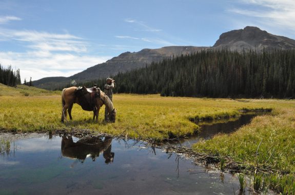 Colorado Elk 2010 054