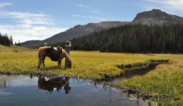 Colorado Elk 2010 054