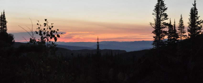 Colorado Elk 2010 503