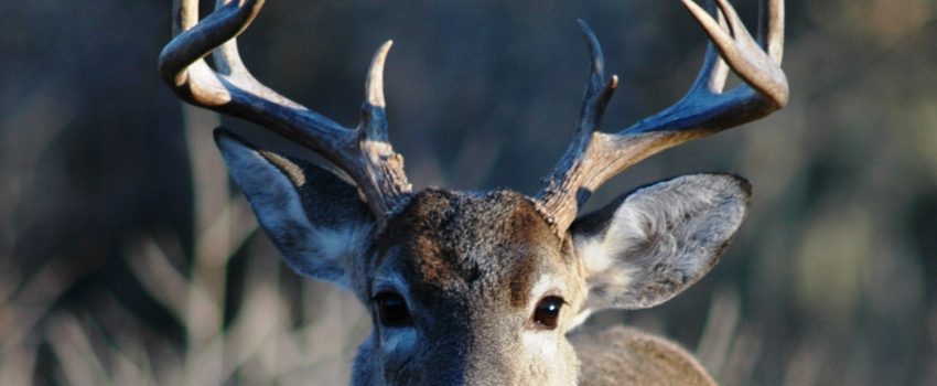 Should you shoot a heavier arrow?