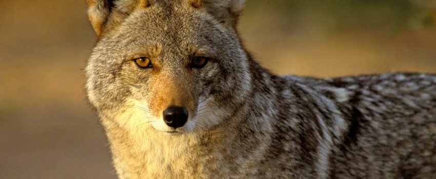 A coyote should be on every hunter's hit list.  This archer shot a double.