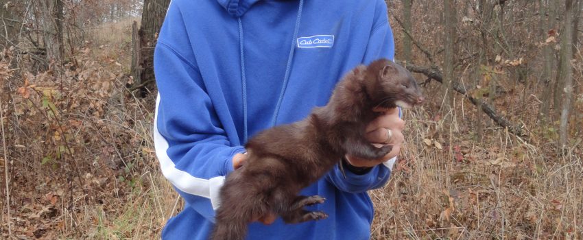 Jason Houser with a nice mink taken using the Bottom Edge Set