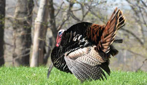 Watch the lead and feathers fly.