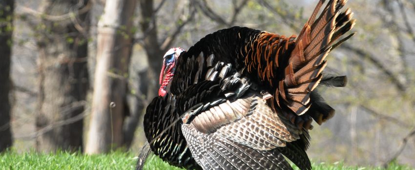 With primitive weapons, things often go wrong.  Wait until you see what happens.