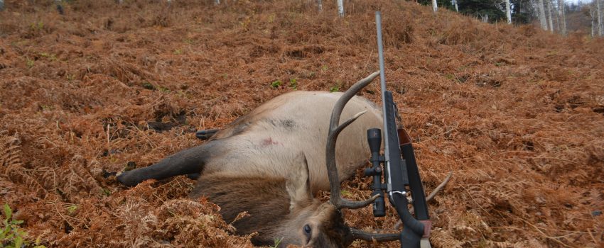 The Ruger American Rifle proved to be an excellent performer in rainy, mountain terrain.
