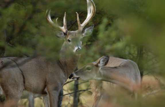 DSK111 33 Photo by DNR of Michigan State University