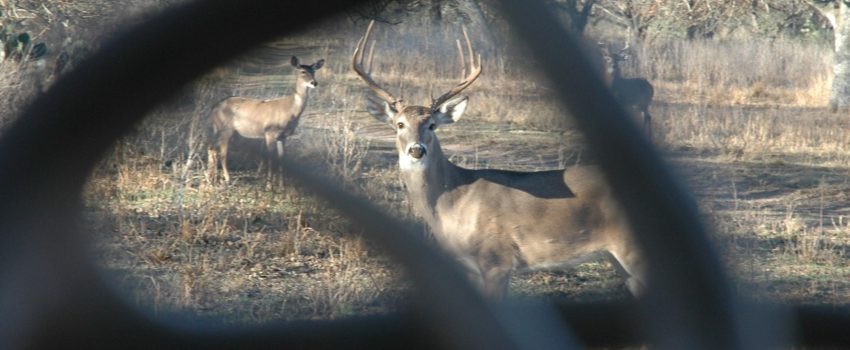 Deer 06 140