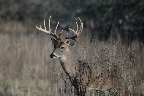 Deer 06 174