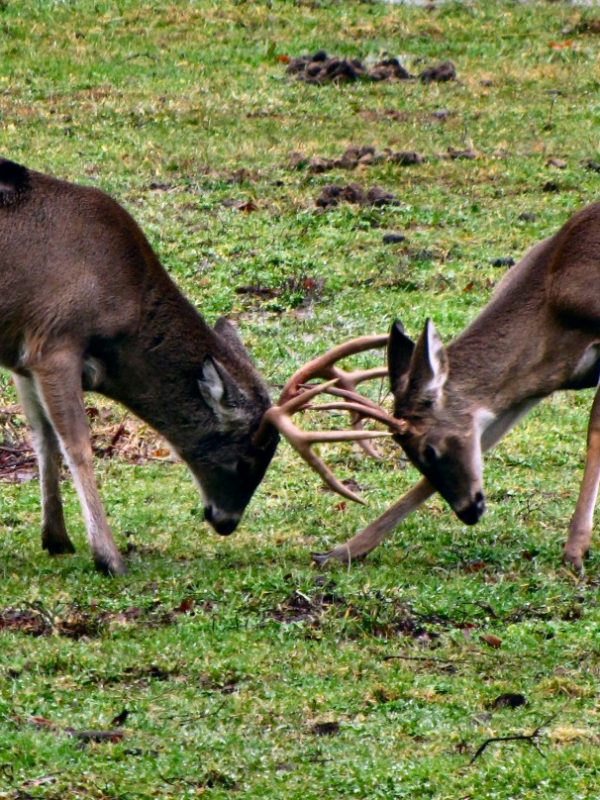 deer-fighting