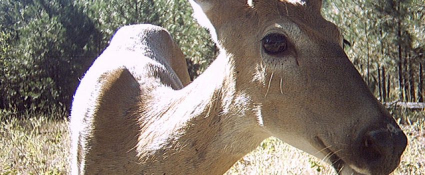 Deer on trail cam Photo by Moosicorn Licensed by Creative Commons