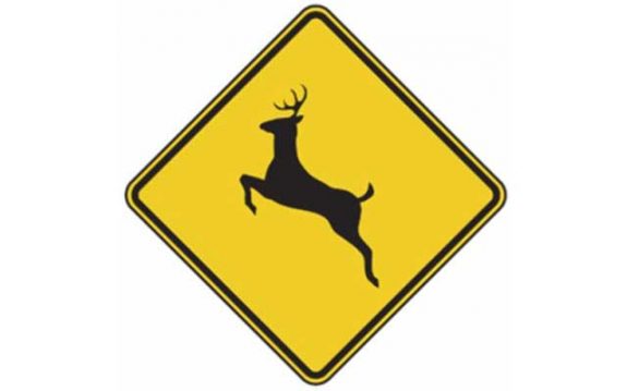 Deer/vehicle collisions increase dramatically at this time of year.  Here's how to avoid this tragedy.