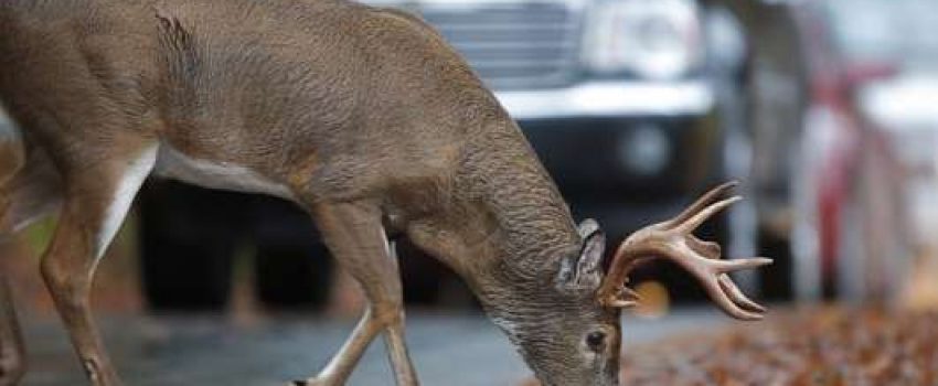 DeeronraodAAdOeAT