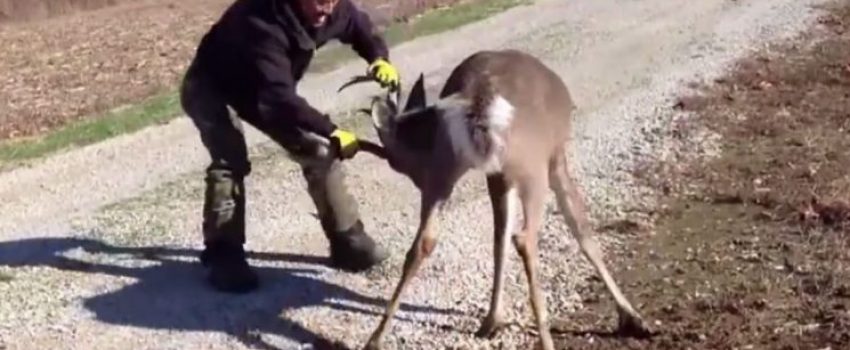 Grabbing a buck by the horns is never a good idea.