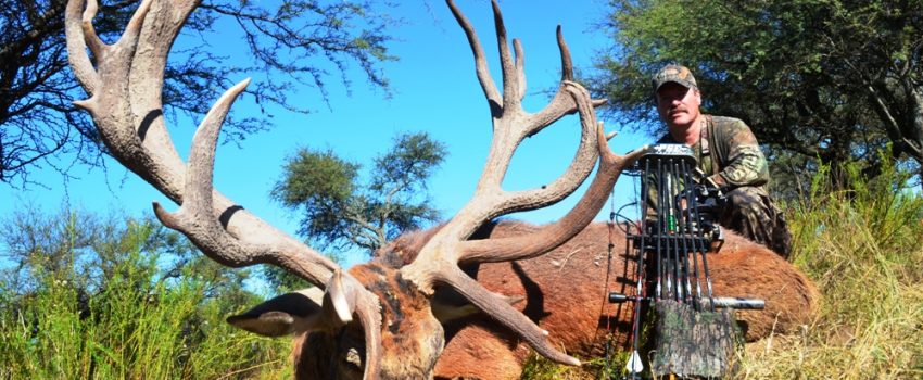 Red stags are much larger than whitetail deer.  Imagine trying to rescue two stags caught in a barbwire fence.