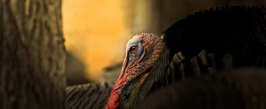 EasternWildTurkey-NWTF-55632