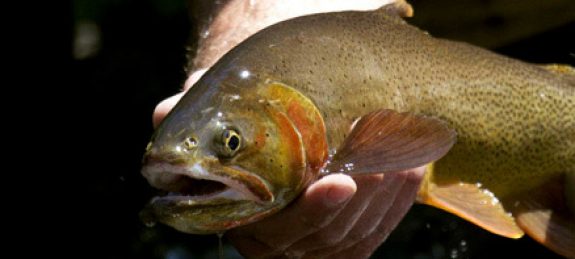 FISHING_HOME_PIC30002965 Photo by Wyoming Gme and Fish Department