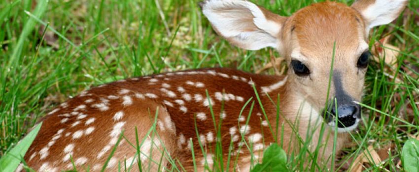 Watch as a fawn is born in a person's backyard.