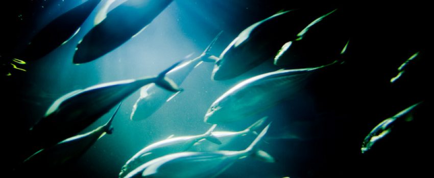 Fish Philosophy (Tuna) Photo by David L. Haeni - Creative Commons