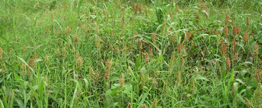 Food plot Photo by Natural Resources at MS State University