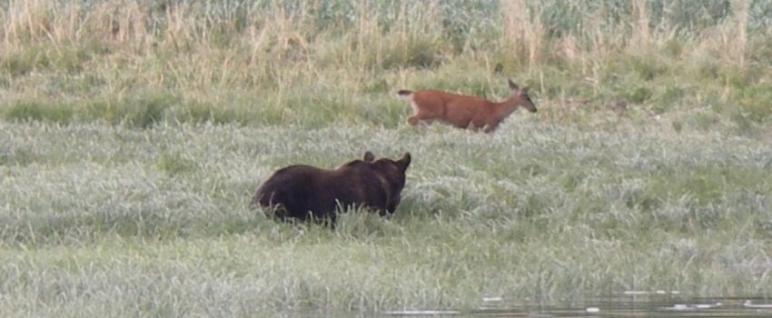 GB-deer2crop