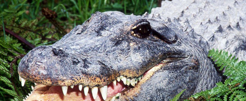 Gator%20showing%20teeth