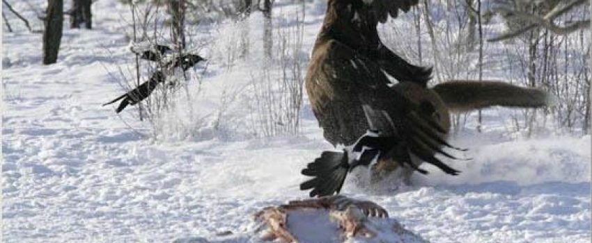 Golden_Eagle_Attack_and_Kills_Wolf_5