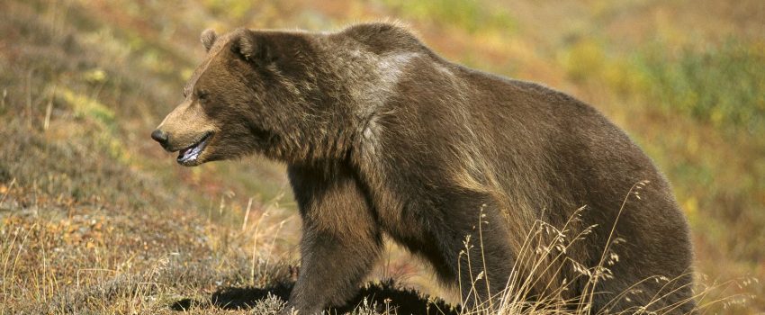 Grizzly-Bear-photo-08