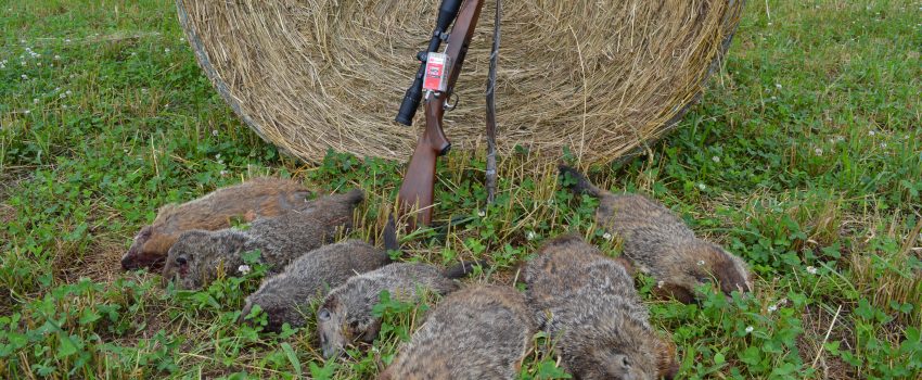 Groundhog Easton Hornady 002