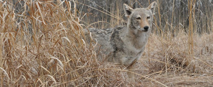 A California coyote conducts a home invasion and sneaks into a nursery.