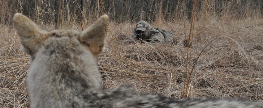 Once you learn the travel habits of predators, they are much easier to hunt.