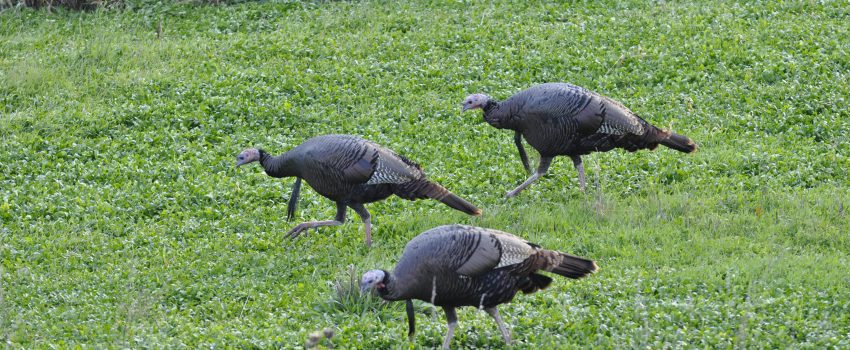 Food plots benefit a wide variety of wildlife.