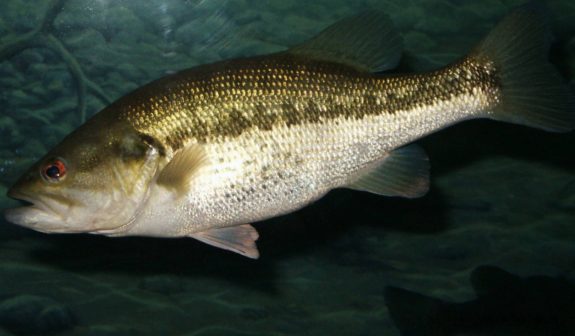 Largemouth_bass Photo by USFWS