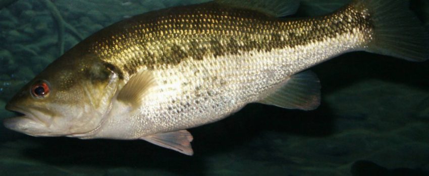 Largemouth_bass Photo by USFWS