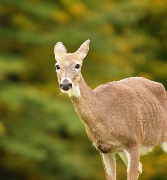 Where do whitetails shop for Christmas?