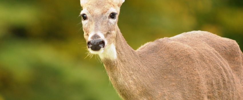 Where do whitetails shop for Christmas?