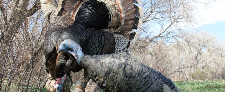 Turkey season is just around the corner.  Here's a plan to get ready.