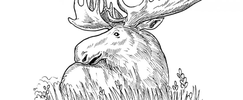 Moose are among the finest of venison, but you can't draw a license if you don't apply.