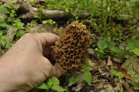 Morel season is just around the corner.