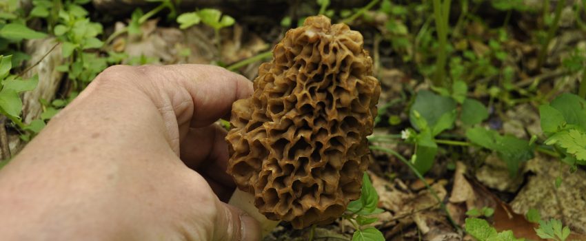 Morel season is just around the corner.